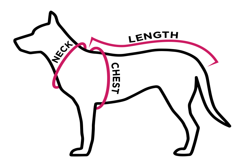 Complete diagram showing where to measure a dog's neck, chest, and length